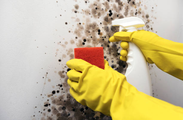 Best Post-Flood Mold Remediation in Etowah, NC